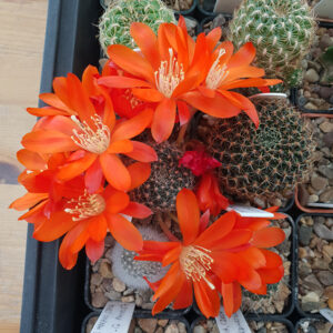 Aylostera sp. MN367