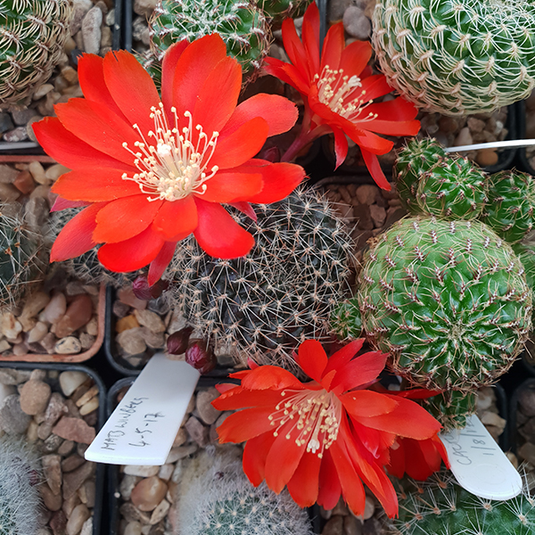 Aylostera sp. MN371