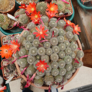 Aylostera tuberosa KK859