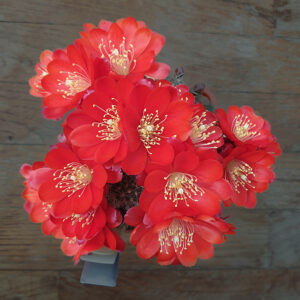 Aylostera wahliana WR654