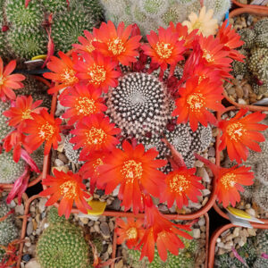 Rebutia krainziana red