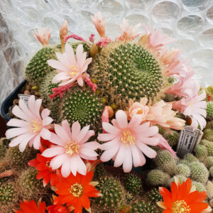 Rebutia krainziana white