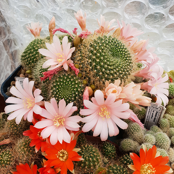Rebutia krainziana white