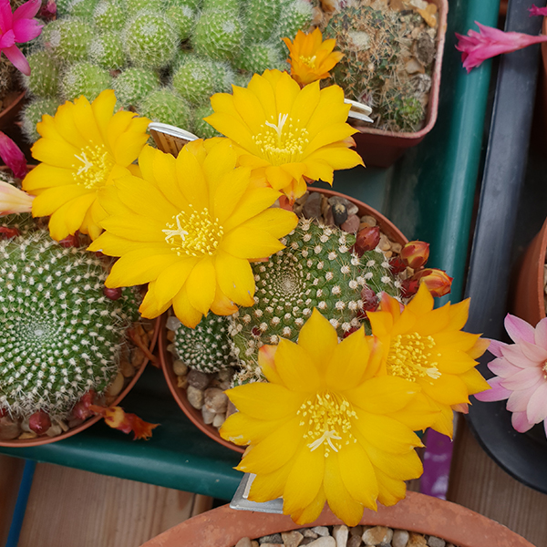 Rebutia krainziana yellow