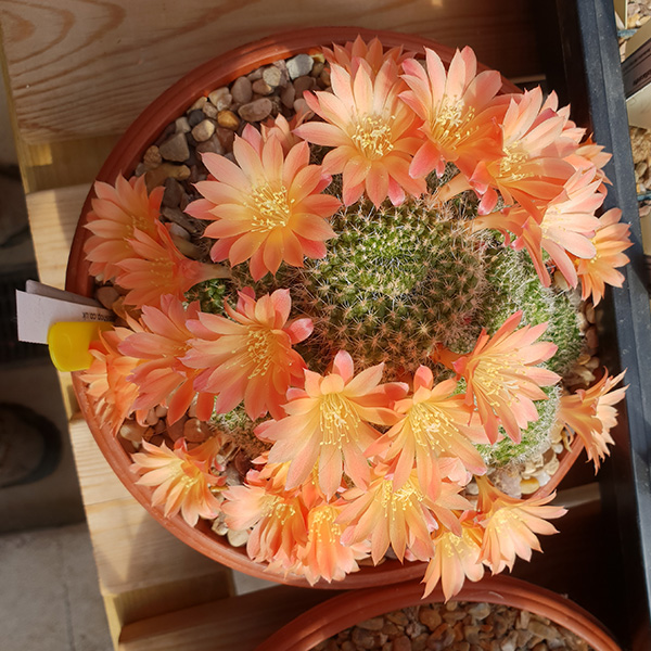 Rebutia xanthocarpa