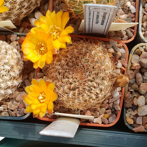 Weingartia arenacea PHA731