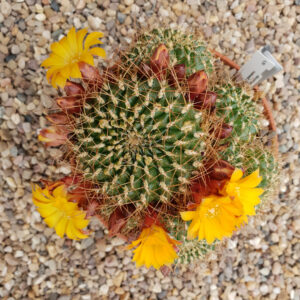 Weingartia arenacea var. kamiensis L974