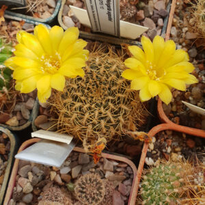 Weingartia arenacea var. candiae