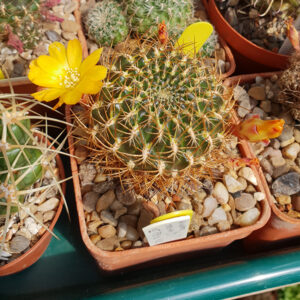 Weingartia breviflora var. haseltonii