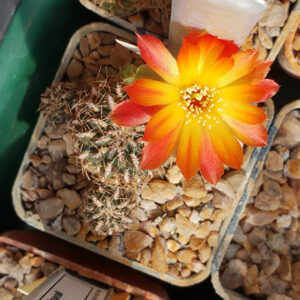 Weingartia canigueralii RH729