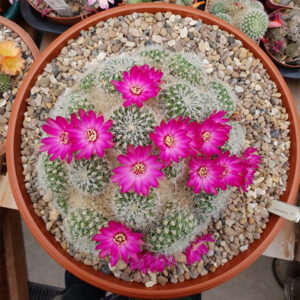 Weingartia crispata var. hertusi KK2005