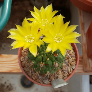 Weingartia fidaiana lecoriensis TB141.1