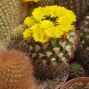 Weingartia neocummingii var. longigibba