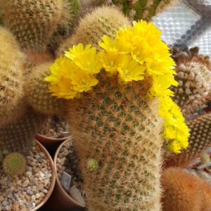 Weingartia neocummingii ssp. pulquinensis var. corroana