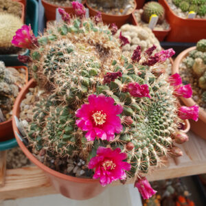 Weingartia purpurea KR617
