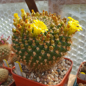 Weingartia rio-orensis N.N. KK1758