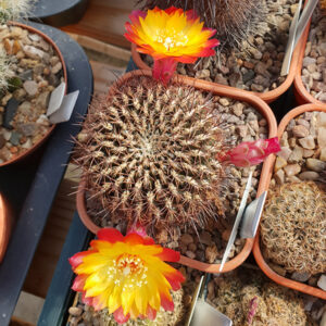 Weingartia steinbachii ssp. krugerae var. hoffmannii HS90