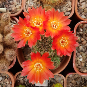 Weingartia steinbachii var. tunariensis