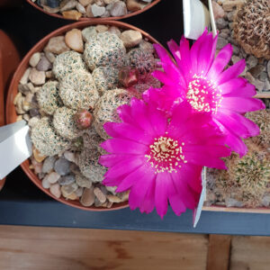 Weingartia sucrensis N.N. KK1154