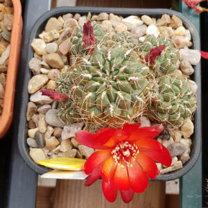 Weingartia tarabucoensis L382