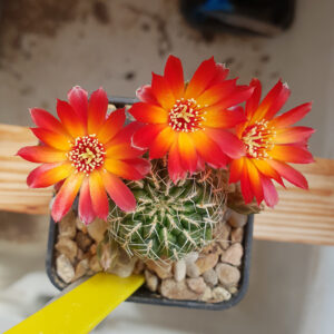 Weingartia tarabucoensis callecallensis RF172