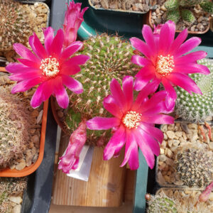 Weingartia tarvitaensis PHA1233