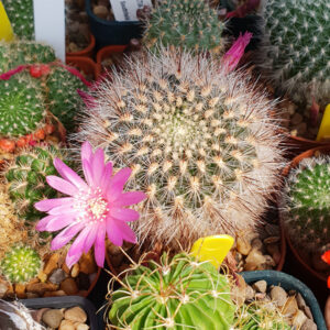 Weingartia tiraquensis fma. bicolorispina