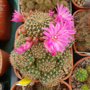 Weingartia tiraquensis var. longiseta HS171