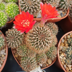 Weingartia tiraquensis var. lepida G076