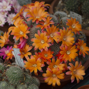 Cultivar Bicolor