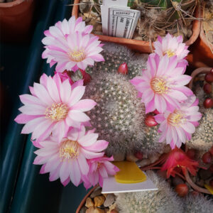 Cultivar Celebration