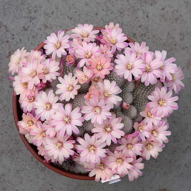 cultivar Celebration