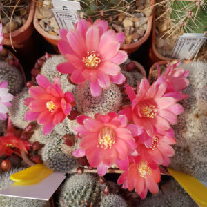 Cultivar Evie