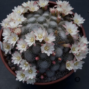 Cultivar Joker