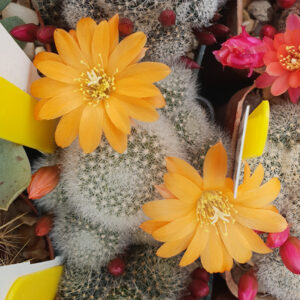 Cultivar Orange Ice
