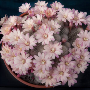 Cultivar Summer Snow