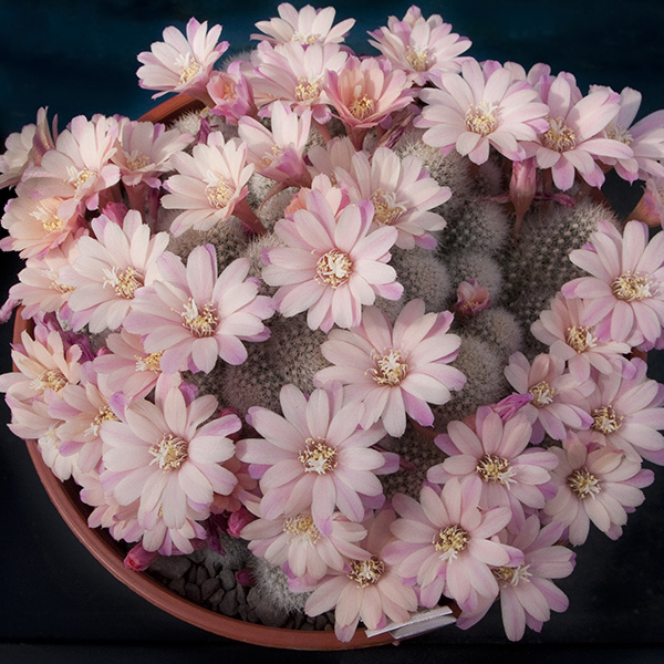 Cultivar Summer Snow