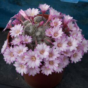 Cultivar unknown