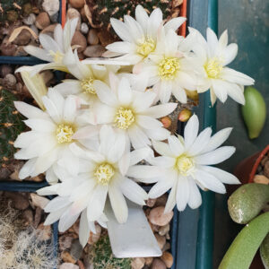 Cultivar Vanilla Ice