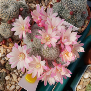 Cultivar Waltz