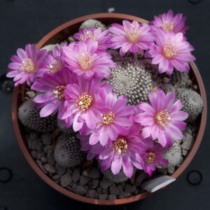 cultivar x marsoneri