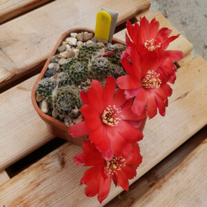 Aylostera albopectinata PM191