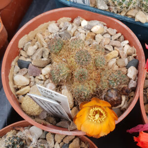 Aylostera einsteinii var. atrospinosa WR163