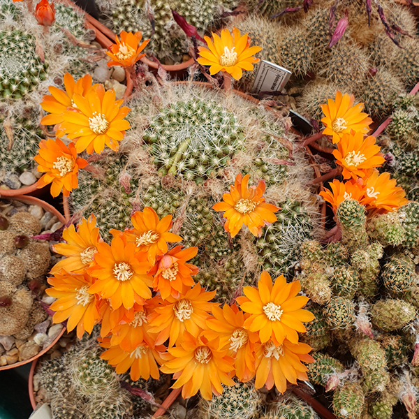 Aylostera flavistyla