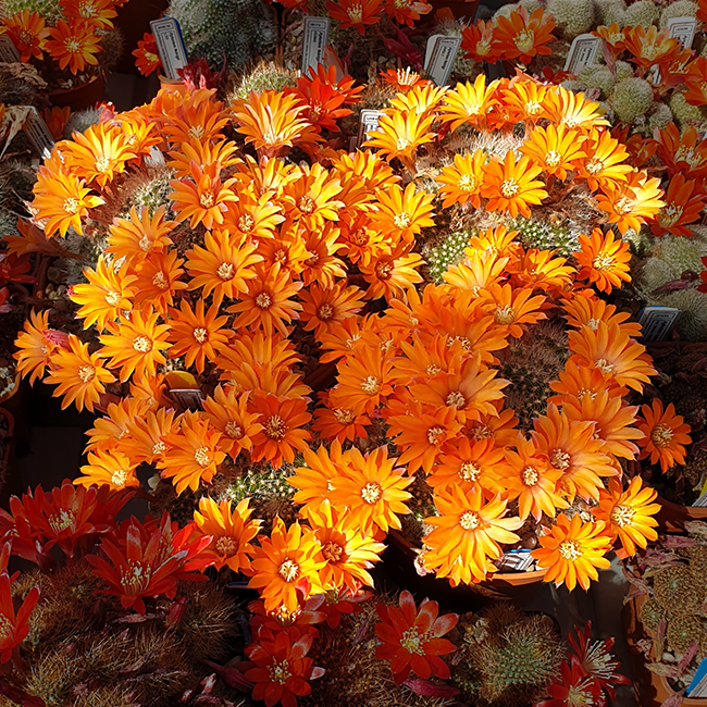 Aylostera flavistyla