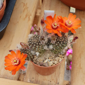 Aylostera haefneriana