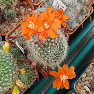 Aylostera jujuyana WR220