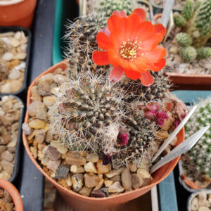 Aylostera steinmannii VZ182