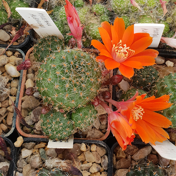 Aylostera patericalyx