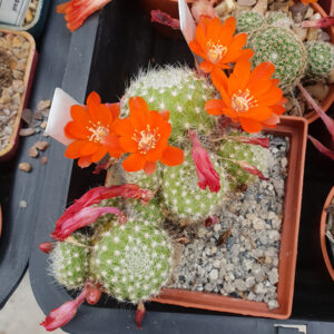 Aylostera pulchella var. prolifera R597